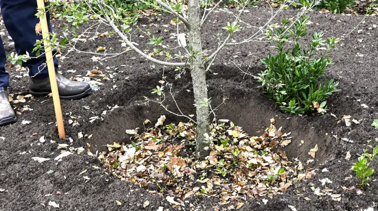 C’est le moment idéal pour planter ce fruitier rare que tout le monde va bientôt s’arracher