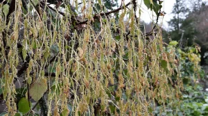 Fraises : ce que les anciens faisaient toujours en février avec leurs plants (et pourquoi)