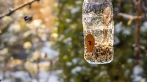 Comment une simple bouteille plastique devient une mangeoire idéale pour les oiseaux