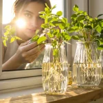 Je ne replante plus mes boutures : cette astuce à moins de 15 € crée un jardin d’intérieur sans terreau