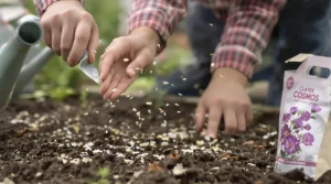 Le chronomètre est lancé au jardin : l’instant précis pour semer la fleur la plus généreuse de l’été
