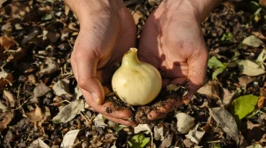 Les poires de terre : cette curiosité méconnue à découvrir absolument cet automne