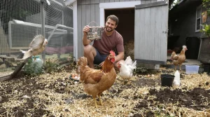 On vous vend le rêve des œufs frais sans dire les vrais mauvais côtés d’avoir une poule au jardin