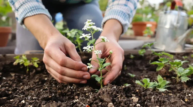 Potager : semez cette plante dès mars, elle protège naturellement vos légumes des pucerons