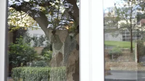 Pourquoi la présence de mésanges révèle un grave problème caché dans votre jardin