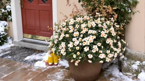 Un simple choix de plante, et mon entrée est devenue la plus admirée de la table