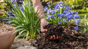 Agapanthes : faites dès maintenant ces 3 gestes si vos touffes fleurissent très peu chaque année