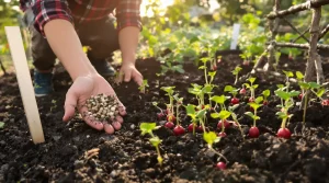 Ces 12 légumes se sèment encore en avril et offrent des récoltes rapides, voici pourquoi