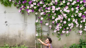 Cette plante grimpante aux fleurs XXL pousse vite, cache vos murs presque sans entretien
