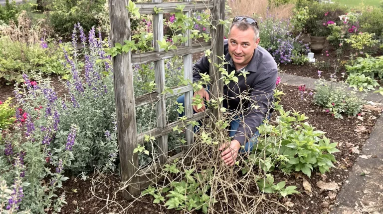 Clématites, lavandes et vivaces : la taille radicale de mars pour un été couvert de fleurs