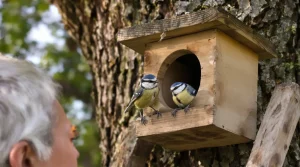 J’ai installé un nichoir au jardin, mais aucun oiseau ne s’y installe : voilà pourquoi