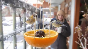 « Je l’ai posée hier, ils sont venus ce matin » : ma mangeoire maison à faire en 5 minutes attire les oiseaux