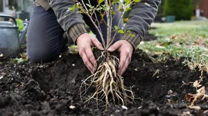 Plantez en février ce fruitier rustique : il donne vite des kilos de fruits, voici pourquoi