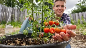 Tomates fendues chaque été : cette tomate cerise, primée en 2026, met fin au problème au potager