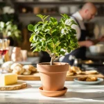 money tree crassula